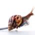Accepting slow access to data over your local network